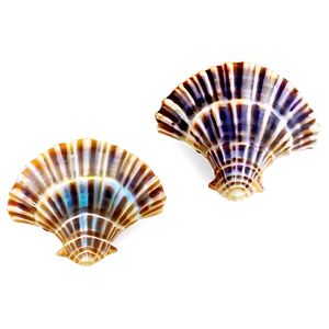 Shells Underwater PNG 2