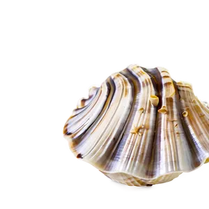 Shells Underwater PNG Fke