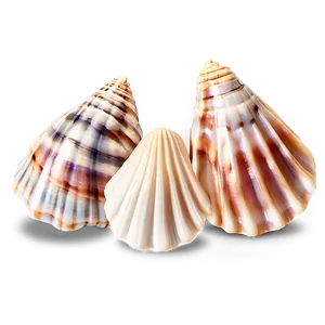 Shells Underwater PNG Jqn69