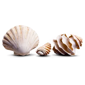 Shells With Aquatic Plants PNG 96 PNG