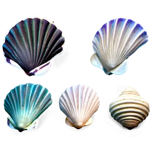 Shells With Aquatic Plants PNG Wei PNG