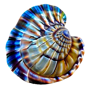 Shells With Blue Background PNG Yrl83 PNG