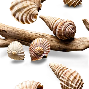 Shells With Driftwood PNG 06212024