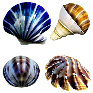Shells With Marine Life PNG Mai PNG