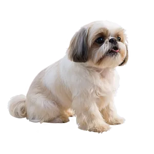 Shih Tzu At The Beach PNG Cps45 PNG