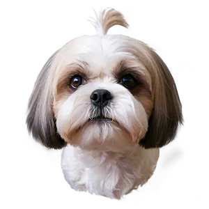 Shih Tzu Close-up PNG 18 PNG