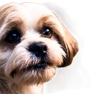 Shih Tzu Close-up Png 77 PNG image