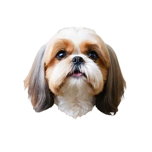 Shih Tzu Dog Head PNG Euw PNG