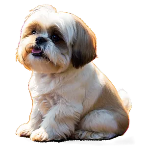 Shih Tzu Enjoying Sunshine PNG Cpb68 PNG