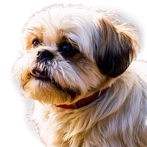 Shih Tzu Enjoying Sunshine PNG Gjt35 PNG