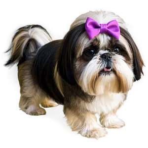 Shih Tzu Halloween Costume Png Dlm PNG image