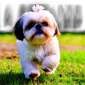 Shih Tzu In Park PNG Kmo