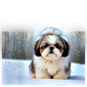 Shih Tzu In Snow Png Xlt16 PNG image