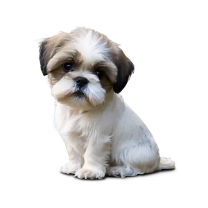 Shih Tzu Playful Pose Png 06242024 PNG image