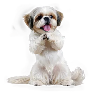 Shih Tzu Playful Pose Png 66 PNG image