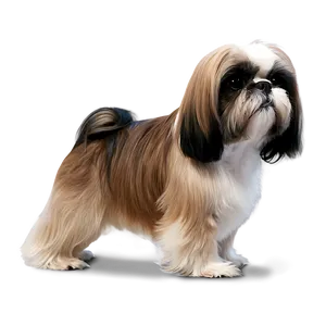 Shih Tzu Profile Side View Png 67 PNG image