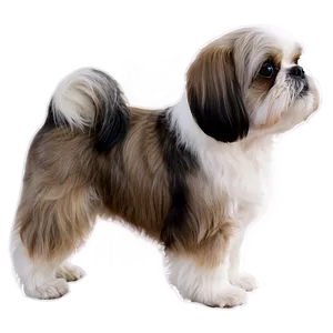 Shih Tzu Profile Side View PNG Bjt PNG