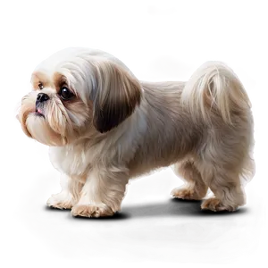 Shih Tzu Profile Side View PNG Hsj48 PNG