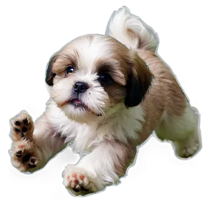 Shih Tzu Puppy Playtime Png Bgl51 PNG image