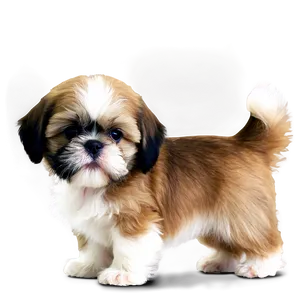 Shih Tzu Puppy Png Gvt PNG image