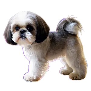 Shih Tzu With Colorful Background PNG Yjb37 PNG