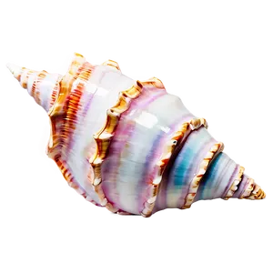 Shimmering Conch Shell PNG Lxc63 PNG