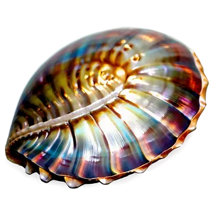Shimmering Shell Graphic Png Rsw22 PNG image