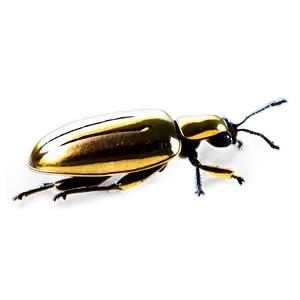 Shiny Beetle Texture PNG 05242024
