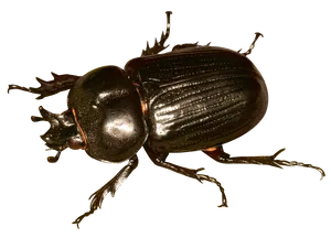 Shiny Black Beetle PNG image