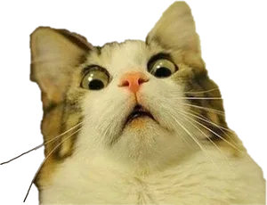 Shocked Cat Meme Expression PNG image