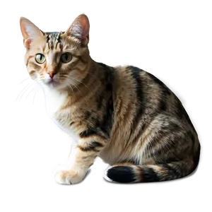 Short Haired Cat Png Dox81 PNG image