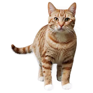 Short Haired Cat Png Hcw49 PNG image