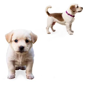 Short Haired Dogs PNG 93