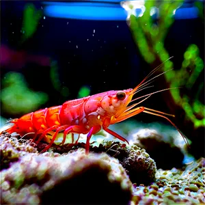Shrimp Aquarium PNG 75 PNG