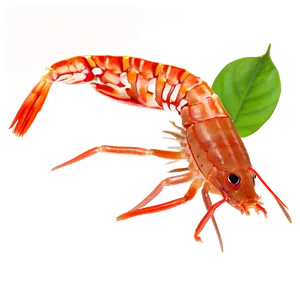 Shrimp Aquarium PNG Xjl PNG