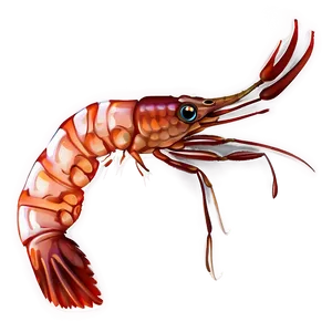 Shrimp Vector PNG 05242024 PNG