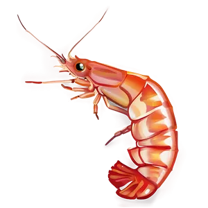Shrimp Vector PNG 05242024 PNG