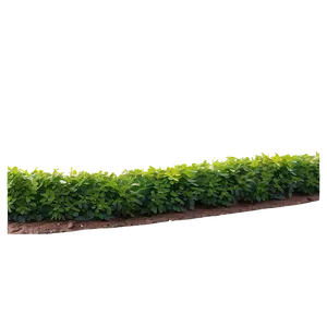 Shrub Border PNG Shi72 PNG