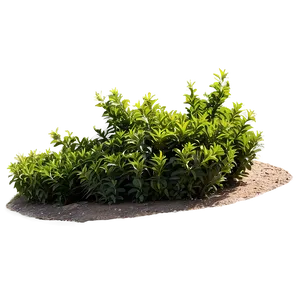 Shrub For Landscaping Png 05252024 PNG image