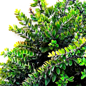 Shrub For Landscaping PNG Qhf PNG