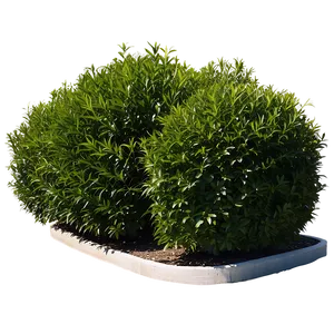 Shrub For Privacy PNG 05252024 PNG