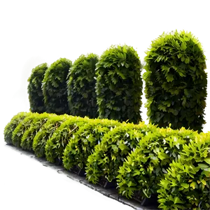 Shrub Hedge Png 32 PNG image