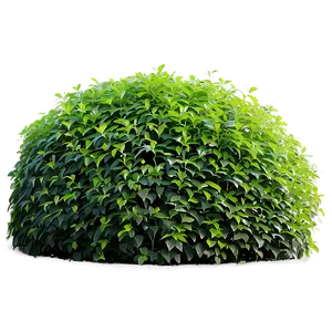 Shrub Hedge Png 36 PNG image