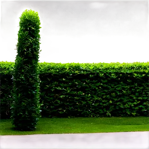 Shrub Hedge Png Qqf PNG image