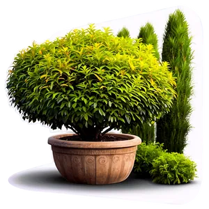 Shrub In Garden Bed PNG 05252024 PNG