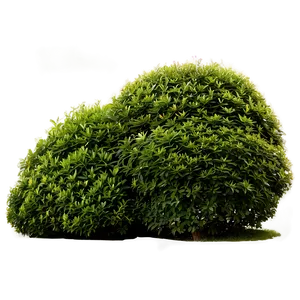Shrub In Landscape PNG 05252024 PNG