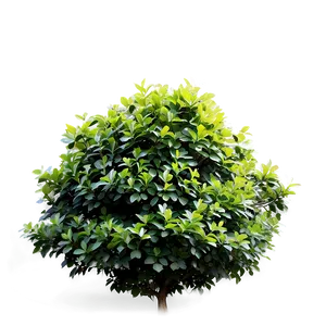 Shrub In Park PNG 66 PNG