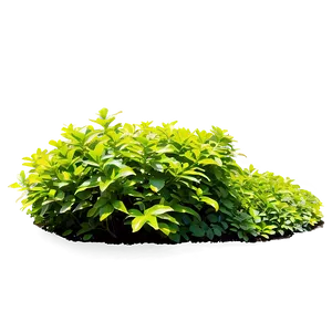 Shrub In Park PNG Dvq PNG