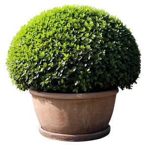 Shrub Topiary PNG 58 PNG