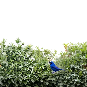 Shrub With Birds Png 05252024 PNG image